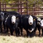 2010_Beef_Cattle_3231