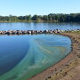 Cyanobacteria bloom