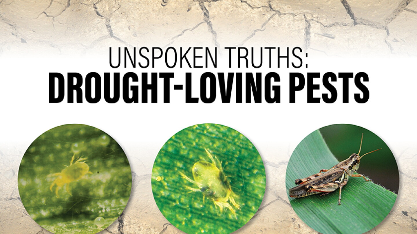 Drought Insect Unspoken Truths About Drought-Loving Pests - AgWeb