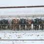 Feedlot Snow NDSU