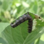 With increasing resistance to pyrethroids, this bioinsecticide provides a new mode of action (Group 31) to control earworms. Its application timing is to target corn earworms at first appearance. 