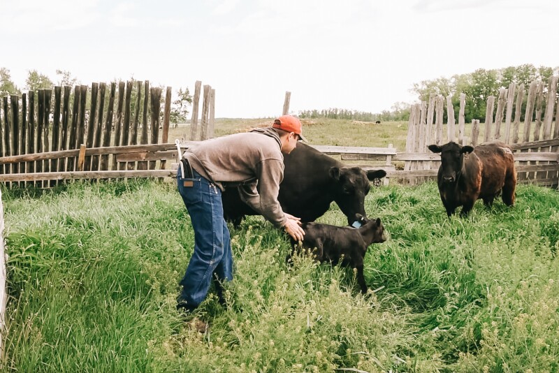 Docility proven as economically relevant trait.