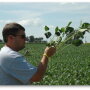 Pro Farmer Editor Brian Grete is seen here counting soybean pods during the 2017 Pro Farmer Midwest Crop Tour. Grete, in his 8th year as tour director, says USDA's August crop production forecast is "lofty".