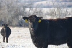 BT_Winter_Cattle_Snow