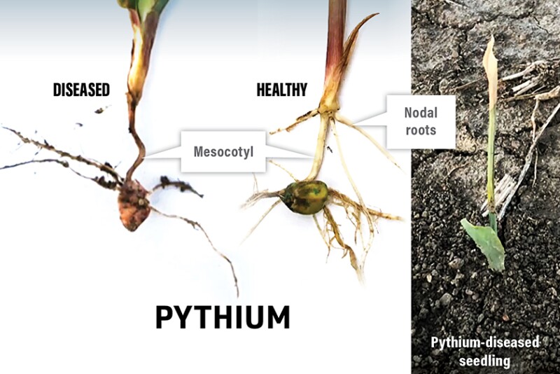 Pythium infected corn plants
