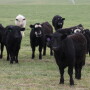 OSU calves