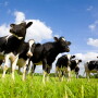 Heifers on Pasture