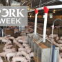 PORK Week feeder pigs