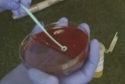 Certain bacteria will grow on specific agar contained with in petri dishes. 