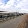 Productive dairy cows may experience heat stress when the Temperature Humidity Index (THI) is 68 or greater. 