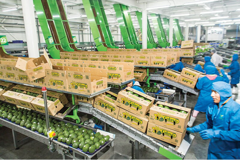Workers pack Peruvian avocados for Calavo Growers Inc. Calavo expects to see its first arrivals in the U.S. between June 15 and 21, says Rob Wedin, vice president of sales and marketing. Most of the company’s Peruvian fruit will be large, No. 1 grade, he says. (Photo taken before coronavirus pandemic.)