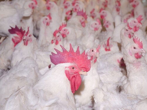 USDA Poultry Chicken House
