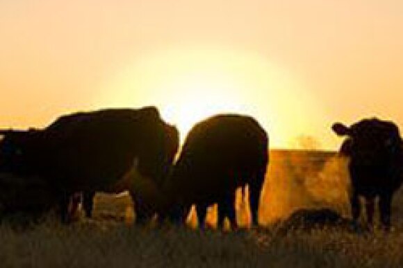 cattle-evening.jpg