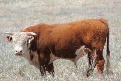 BT_Hereford_Bull