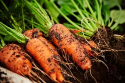 Carrots in ground