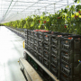 IFCO RPCs greenhouse tomatoes