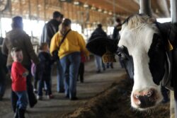 SwissLane_Dairy_Farms
