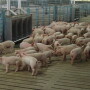 pigs