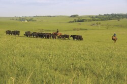 Contentious battles continue over the beef industry’s self-help program