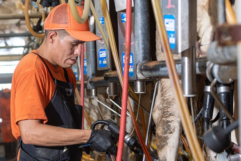 inmate milking cows