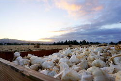 Demand for garlic is good at retail and rising at foodservice, suppliers say.