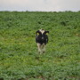 The Feed Emergency Enhancement During Disasters Act (FEEDD Act) would allow producers who are utilizing prevent plant to at least graze, hay or chop a cover crop to feed livestock. 