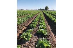 Coastline Family Farms expects to start harvesting iceberg lettuce and about two dozen other items out of Brawley, Calif., between Thanksgiving and early December, says salesman Mark McBride.