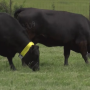 Missouri_Cattle_GPS
