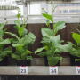 The photo shows three plants transformed to improve photoprotection recovery are visibily larger than the normal (wildtype) tobacco plant, right. Scientists have hacked a plant’s genes to make it use sunlight more efficiently.