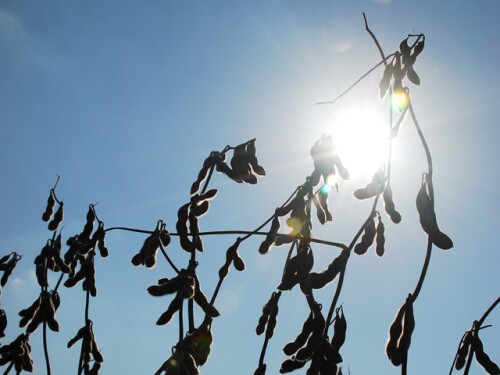 CBOT soybean futures slumped on Monday, as traders jockeyed for position on what is shaping up to be a large U.S. harvest and ahead of a U.S. production forecast this week that is expected to be bearish. 
