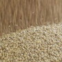 loading soybeans