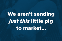 We aren't sending just this little pig to market...