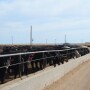 BT_Feedlot_Hiefers