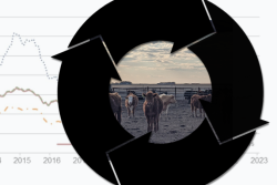 Cattle Cycle