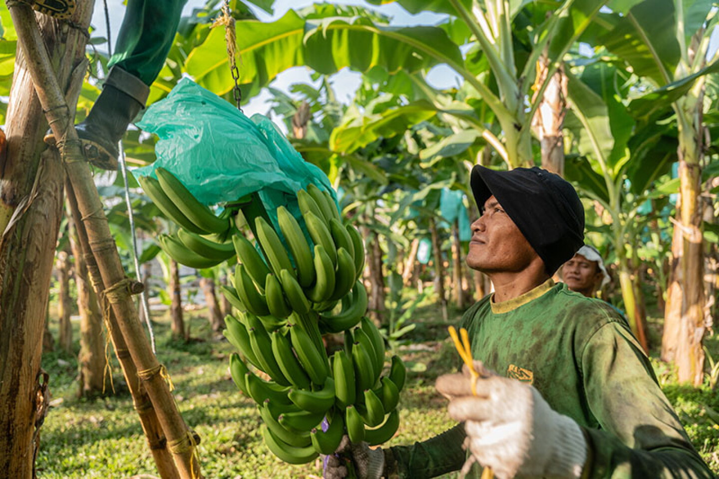Trade Farm Fair Trade Fruits Continue to Make Gains Despite Challenges - The Packer