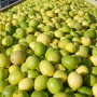  U.S. importers and Argentina officials say a reported fruit fly larvae find in an Argentina lemon packinghouse isn’t expected to derail just-arriving U.S. imports of lemons this summer.
