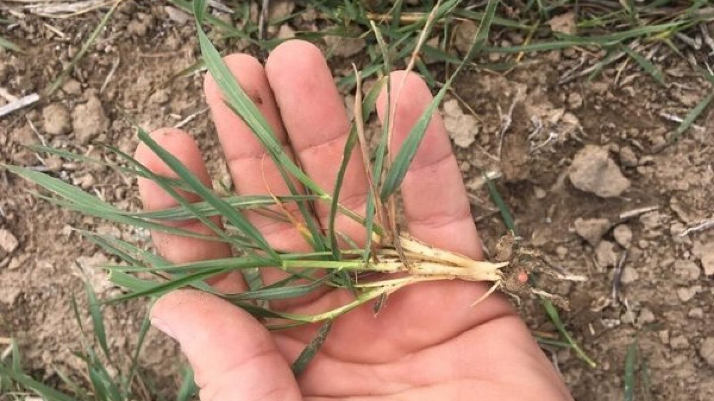 Biofuel bets meet rising food shortage fears after USDA slashes U.S. wheat crop forecast