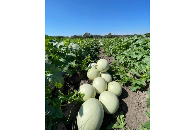 mas melons