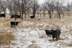 Cows in snow NDSU