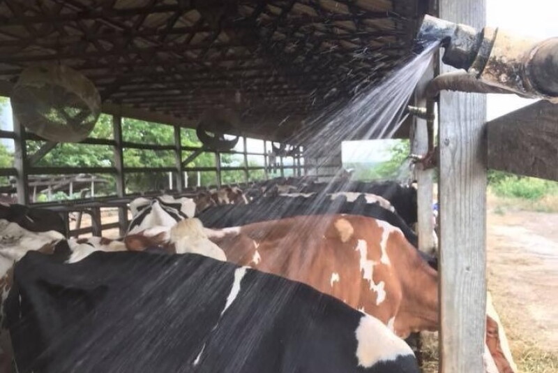 Run sprinklers about one minute—just enough to wet the cows. Shut off for five to 20 minutes to allow cows to dry and cool.