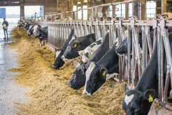 Dairy cows feeding