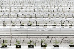 When China first started imposing lockdowns on major cities to curb the spread of COVID-19, supply chains for food produce were disrupted, leading to shortages, crop spoilage and food security concerns in the world's most populous country.