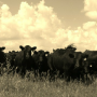 Kopriva_Angus