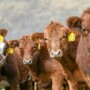 Feeder calves
