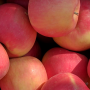 WA 64 apple cultivar from Washington State University