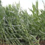 root lodged corn