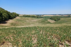 Drought-Damaged Soybeans in Brazil