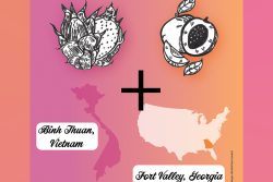 drawing of dragonfruit and peach and vietnam and u.s. pink and orange colors