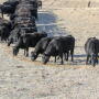 Ranch cows
