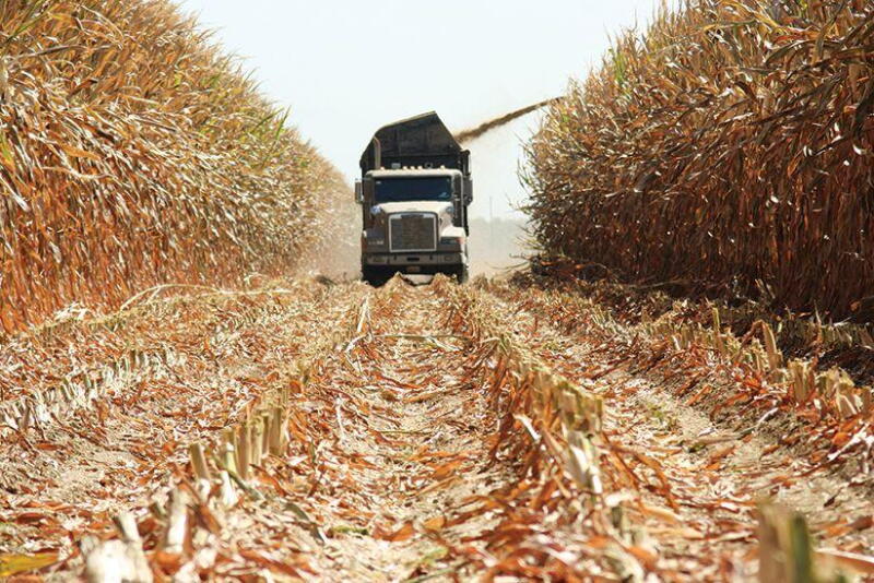 Chopping Silage
